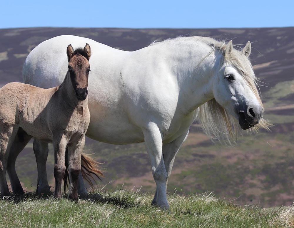 Highland Ponies For Sale